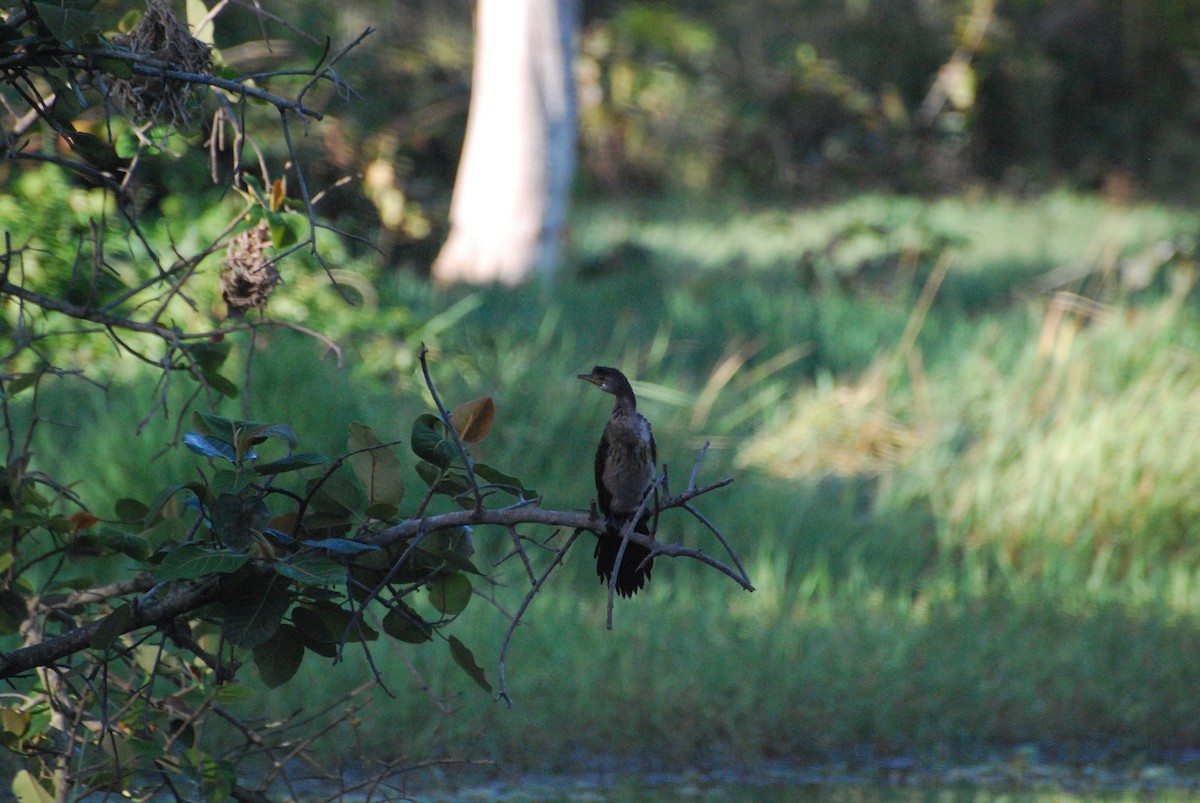 Long-tailed Cormorant - Ryan Irvine