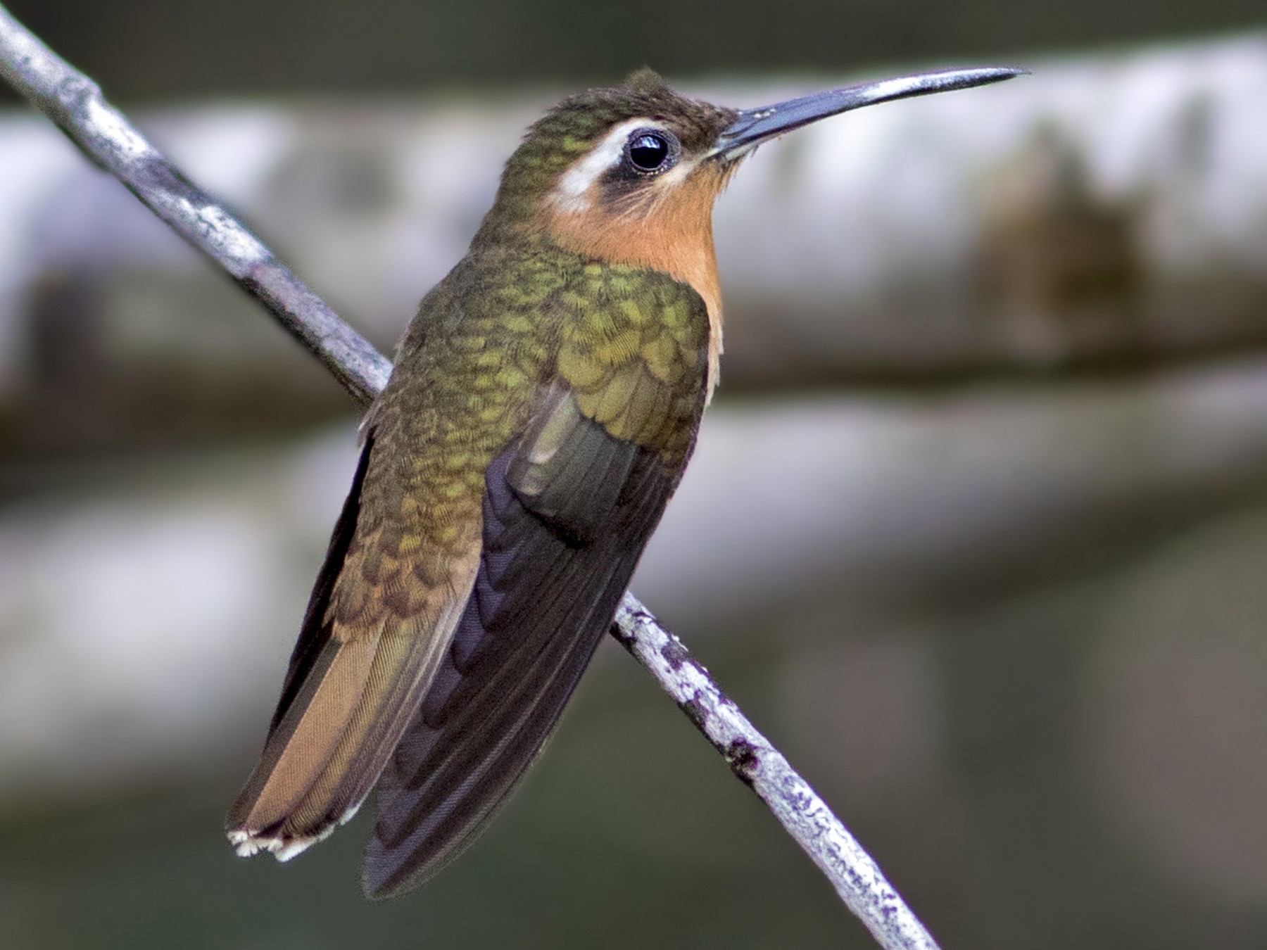 Hook-billed Hermit - Caio Brito