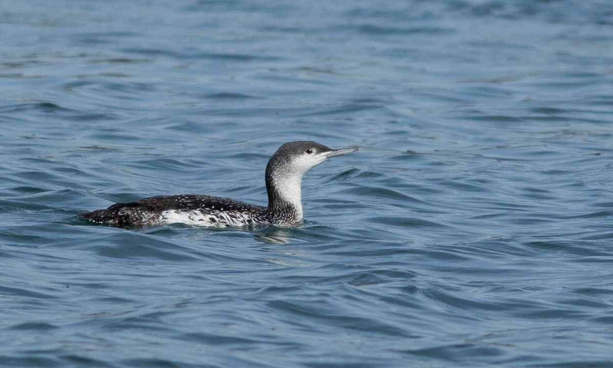 Red-throated Loon - ML188290871