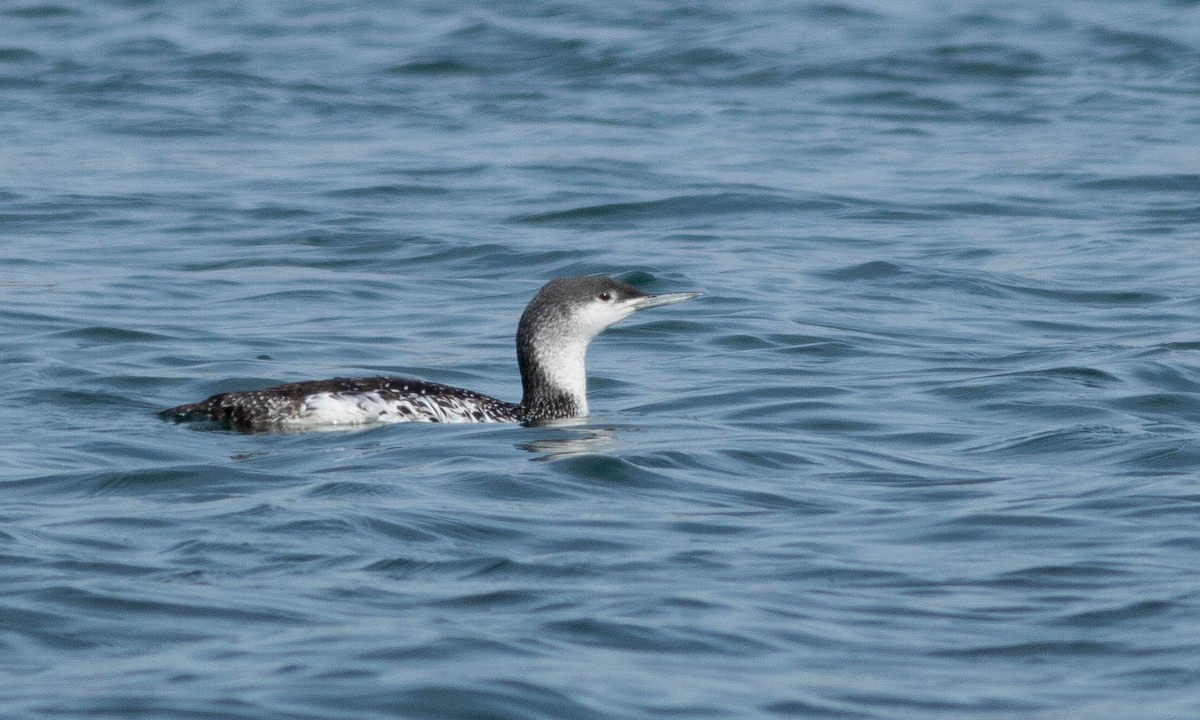 Red-throated Loon - ML188290881