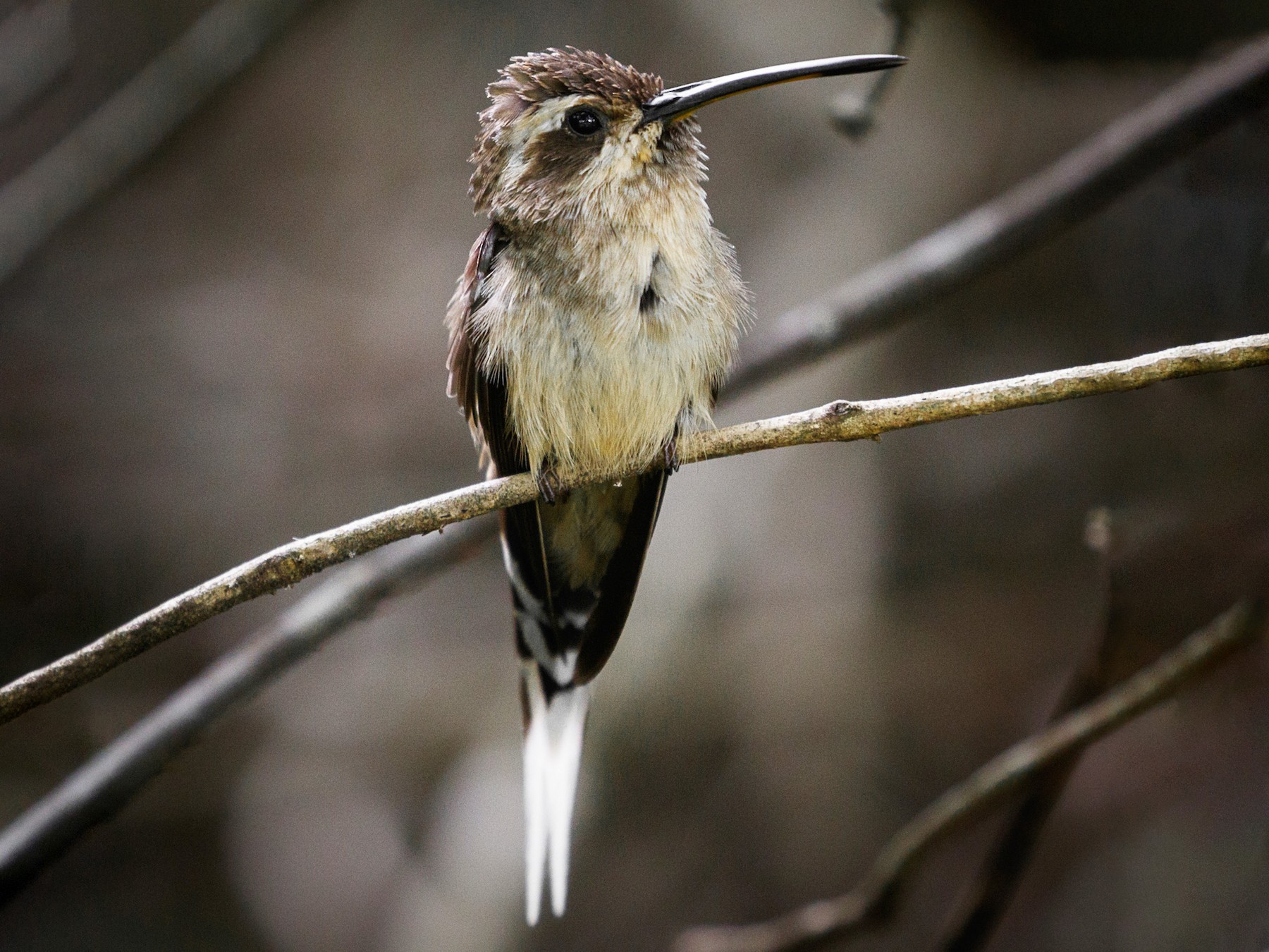 Buff-bellied Hermit - Silvia Faustino Linhares