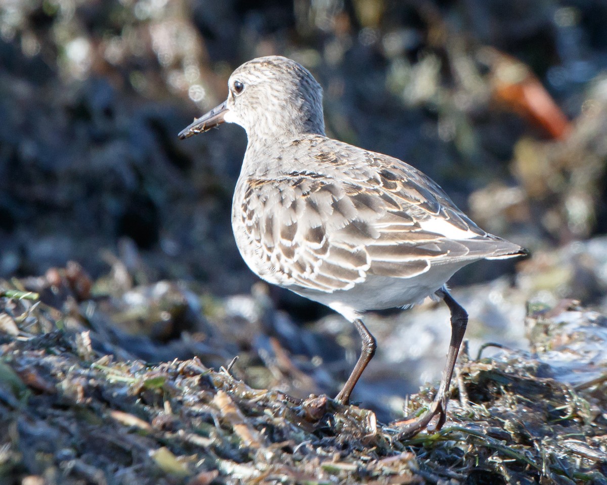 eBird Checklist - 17 Nov 2019 - Lake St. Clair Metropark (Metro Beach ...