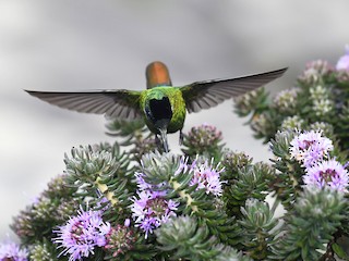  - Hooded Visorbearer