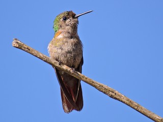  - Hooded Visorbearer