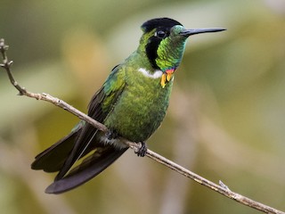  - Hooded Visorbearer