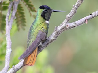  - Hooded Visorbearer