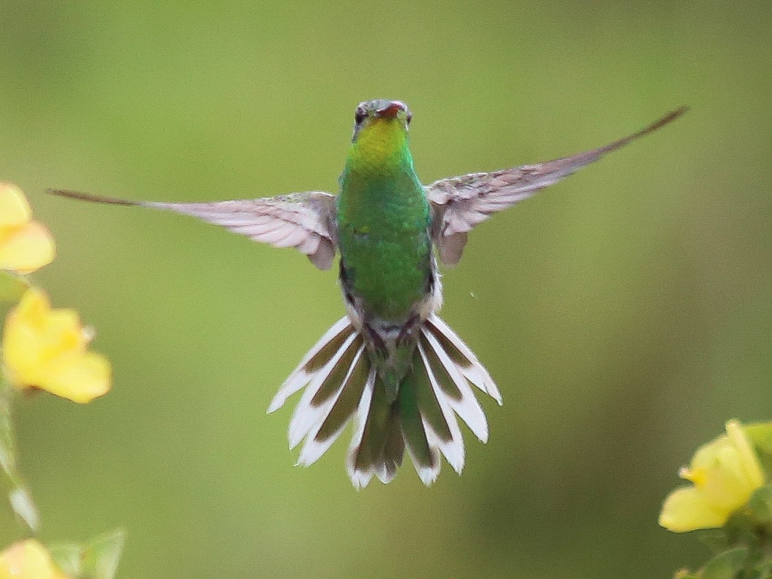 White-tailed Goldenthroat - eBird