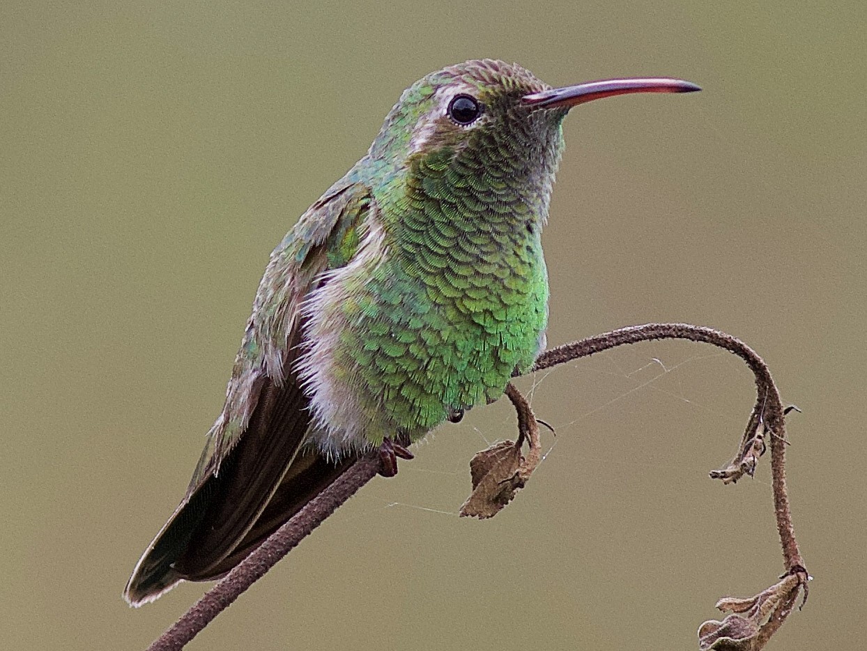 White-tailed Goldenthroat - eBird