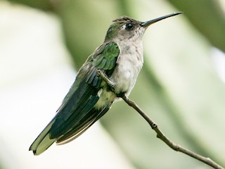  - Outcrop Sabrewing