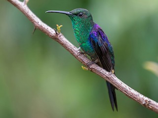 オナガエンビハチドリ - eBird