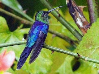 オナガエンビハチドリ - eBird