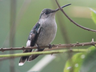 雌鳥 - Bárbara Cavalcante - ML188296781