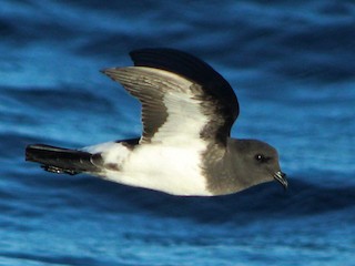 シロハラウミツバメ - eBird