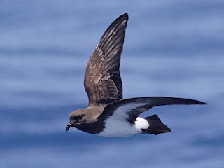 シロハラウミツバメ - eBird