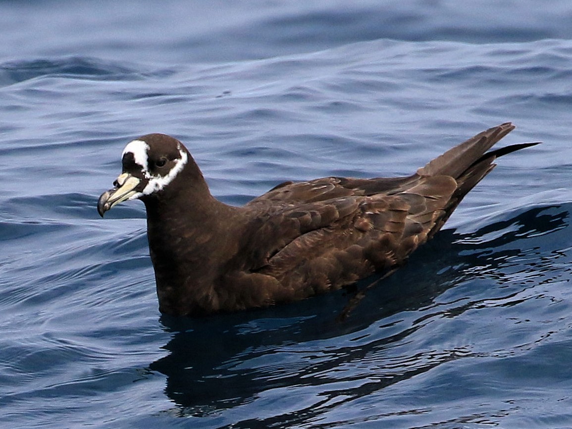 Spectacled Petrel - Patrick MONNEY