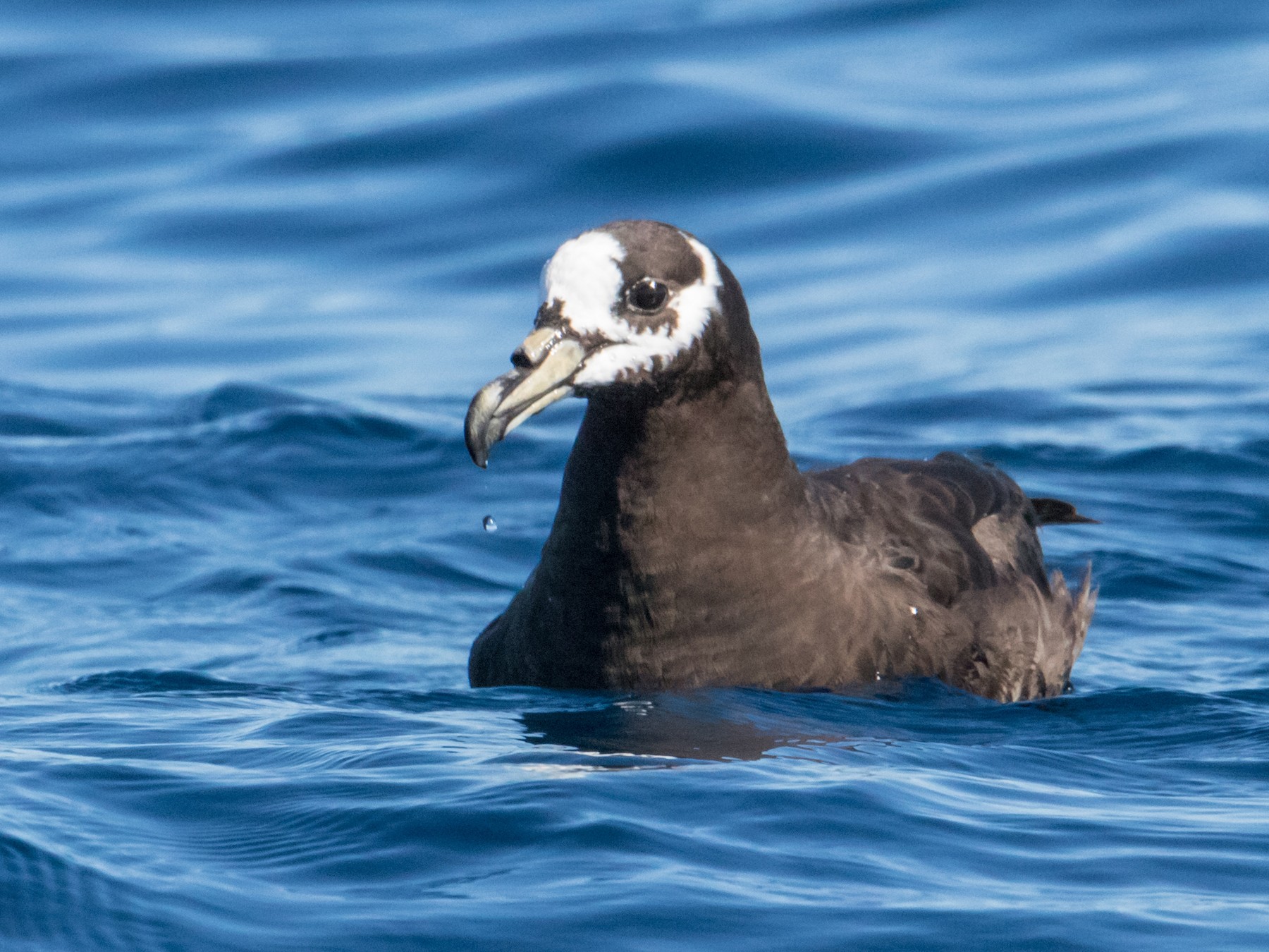 Spectacled Petrel - Peter  Steward