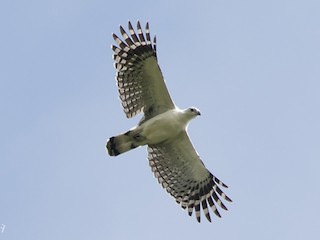  - White-collared Kite