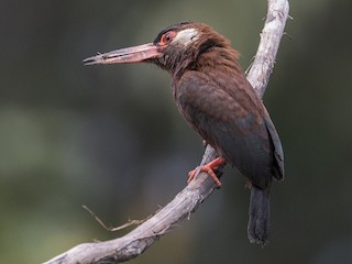  - White-eared Jacamar