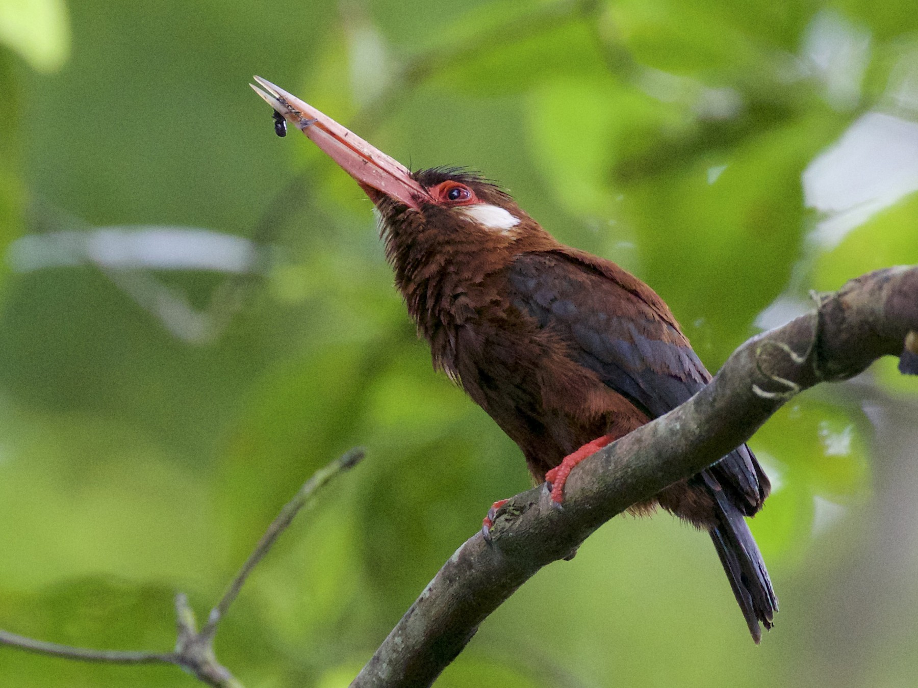 White-eared Jacamar - eBird
