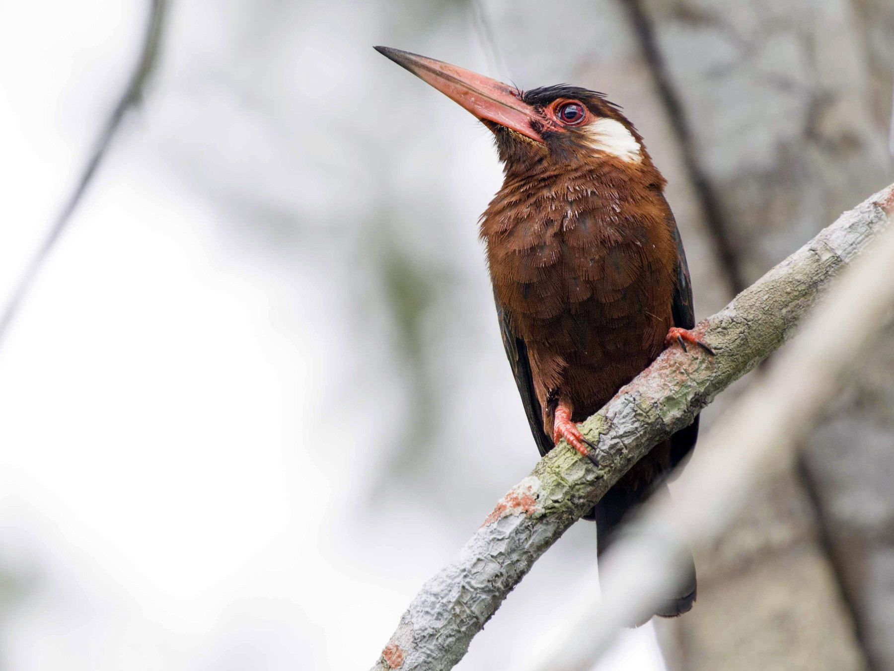 White-eared Jacamar - eBird