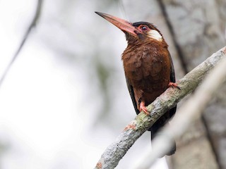 - White-eared Jacamar