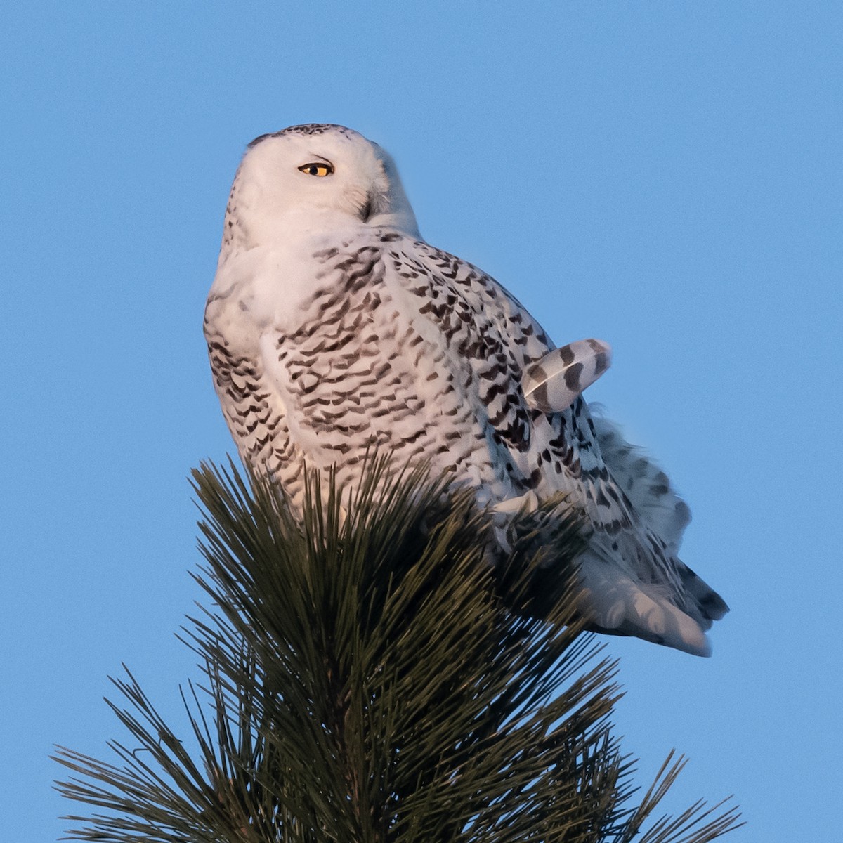 Snowy Owl - ML188304651