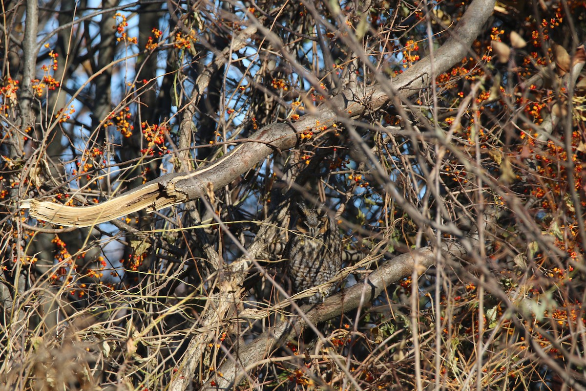 EBird Checklist 17 Nov 2019 Toronto Colonel Samuel Smith Park 1   1200