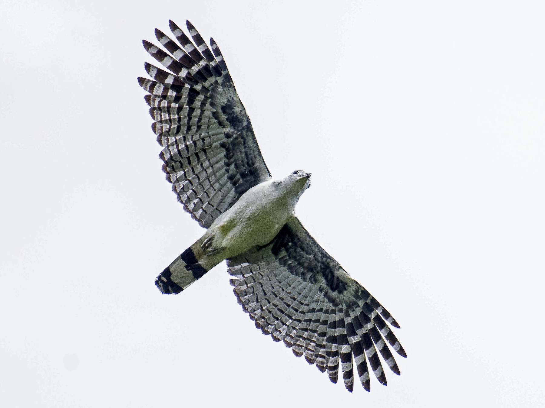 Gray-headed Kite - Cyril Coomansingh