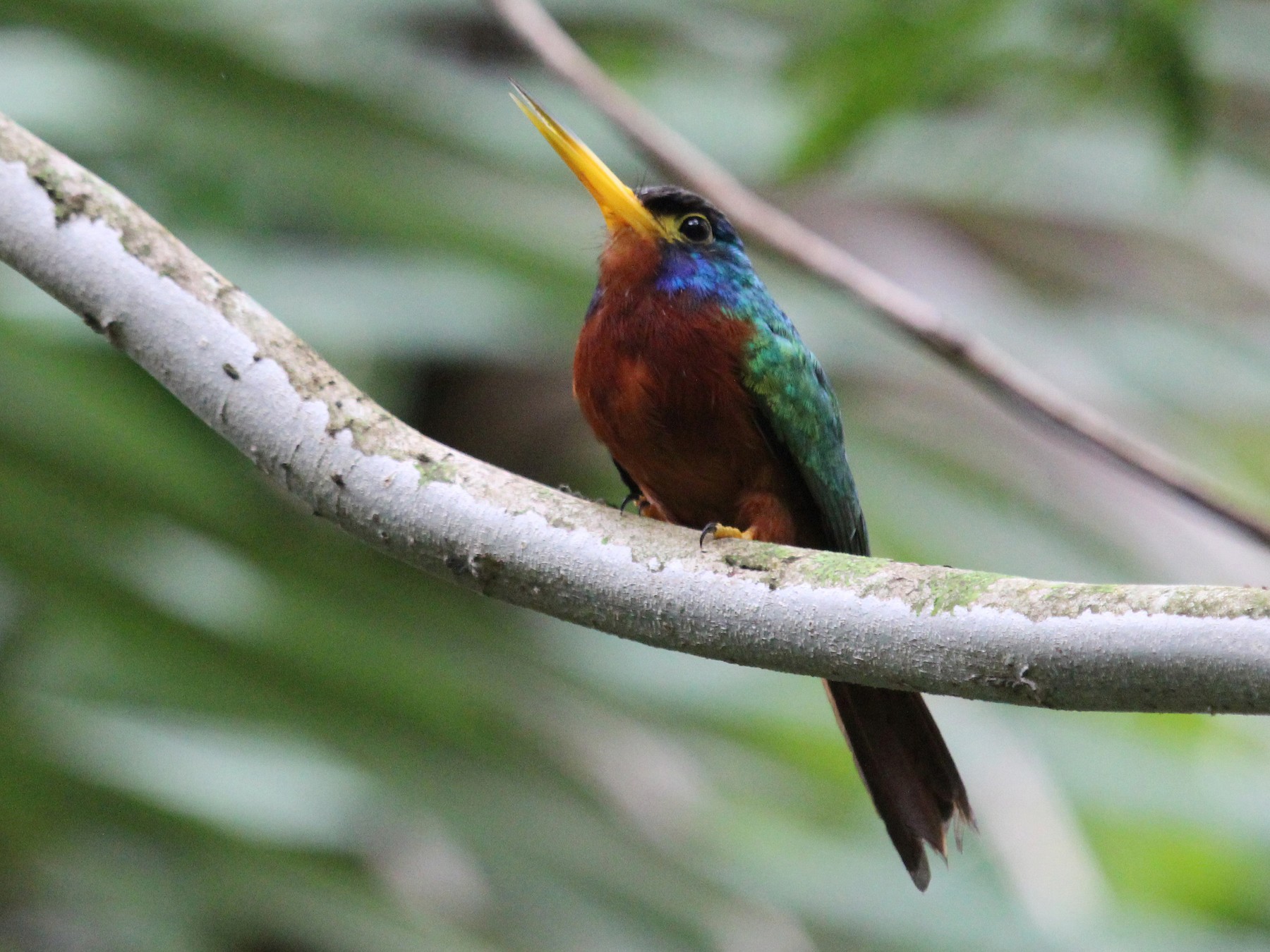 Blue-cheeked Jacamar - eBird
