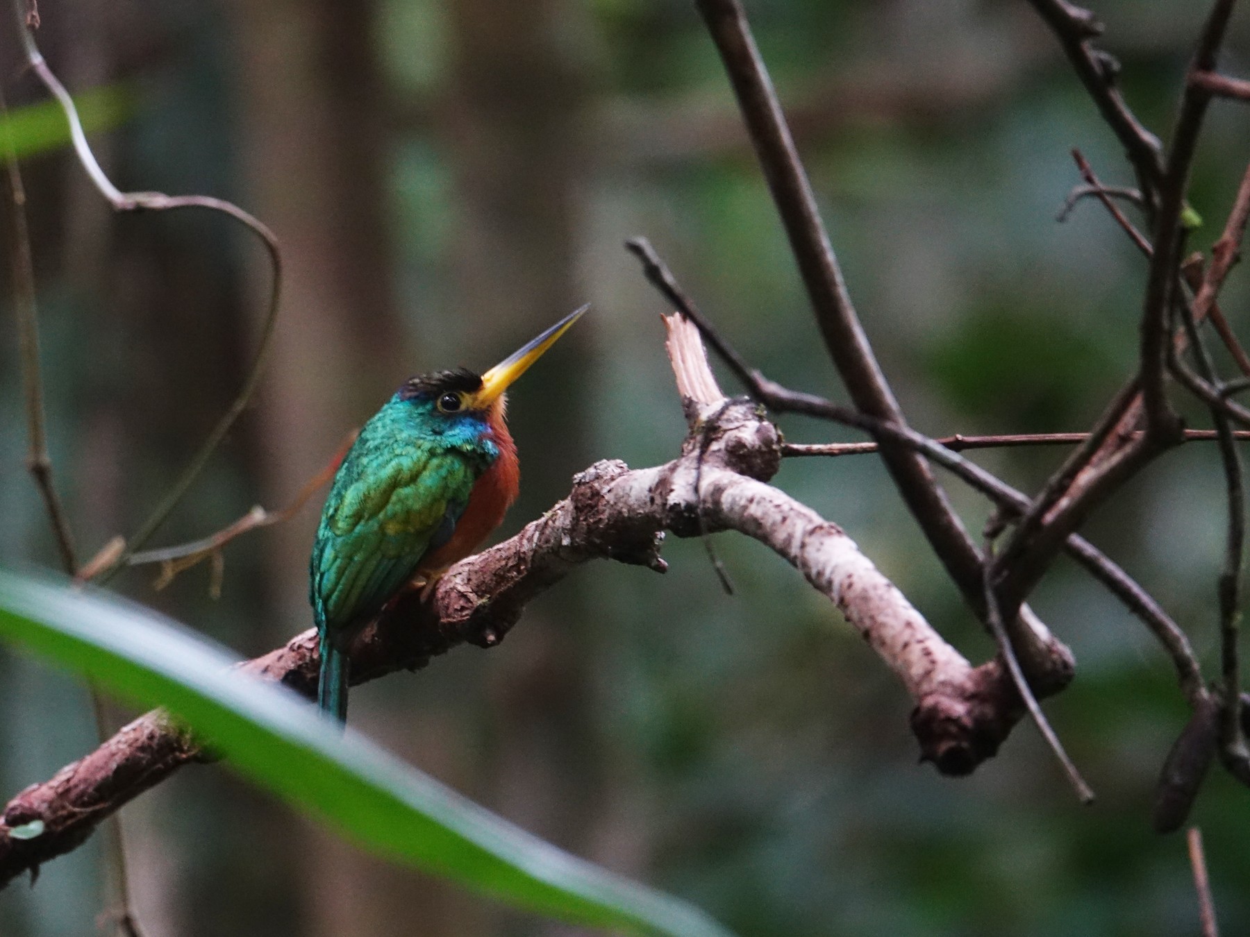 Blue-cheeked Jacamar - eBird