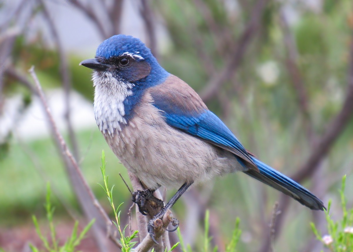 California Scrub-Jay