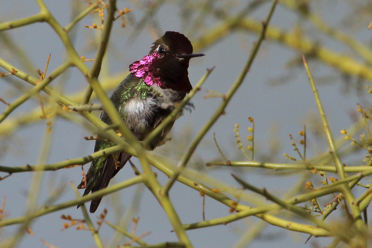 Anna's Hummingbird - gord smith