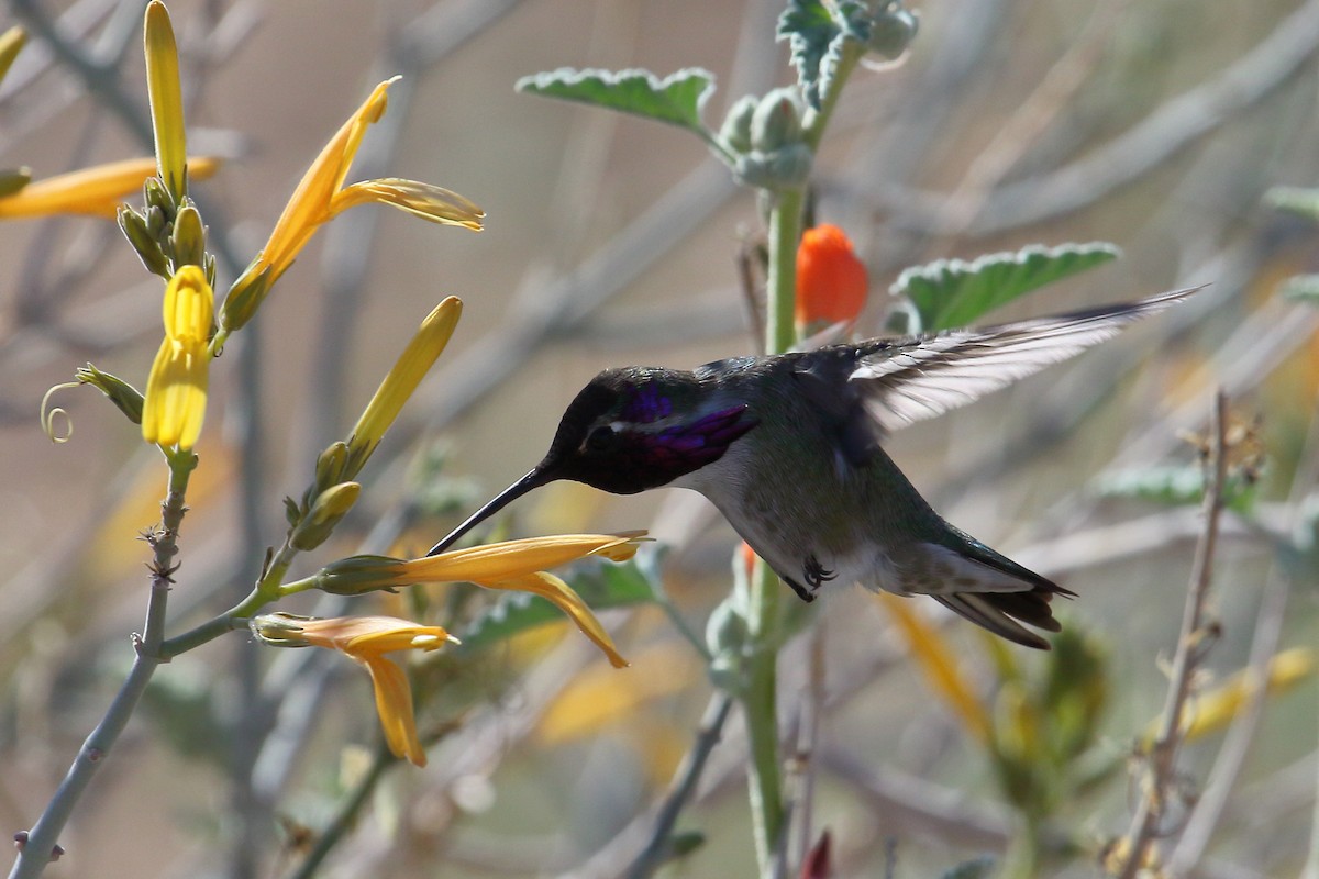 Costa's Hummingbird - ML188311011