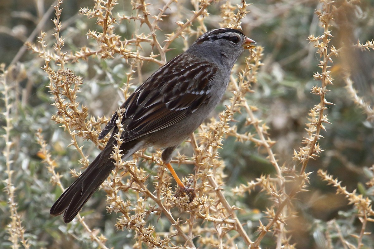 White-crowned Sparrow - ML188311681