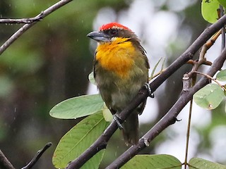  - Scarlet-crowned Barbet