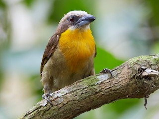  - Scarlet-crowned Barbet