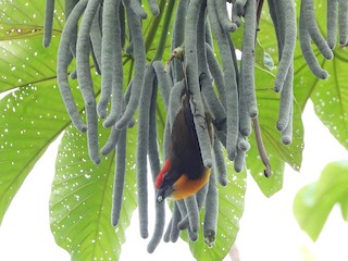 - Scarlet-crowned Barbet