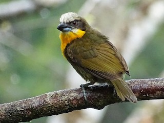  - Scarlet-crowned Barbet
