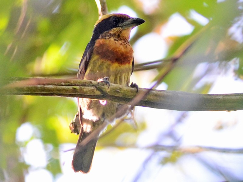 Brown-chested Barbet - Bruno Rennó