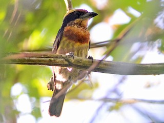  - Brown-chested Barbet