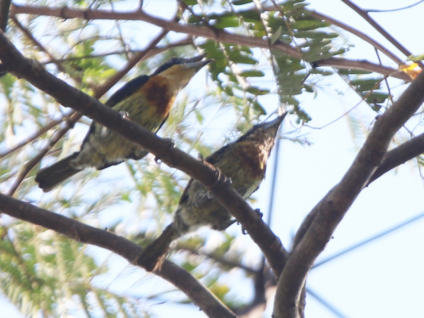 Brown-chested Barbet - Ian Thompson