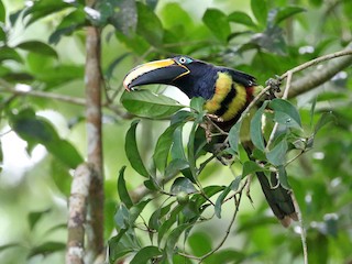  - Charley Hesse TROPICAL BIRDING - ML188314791