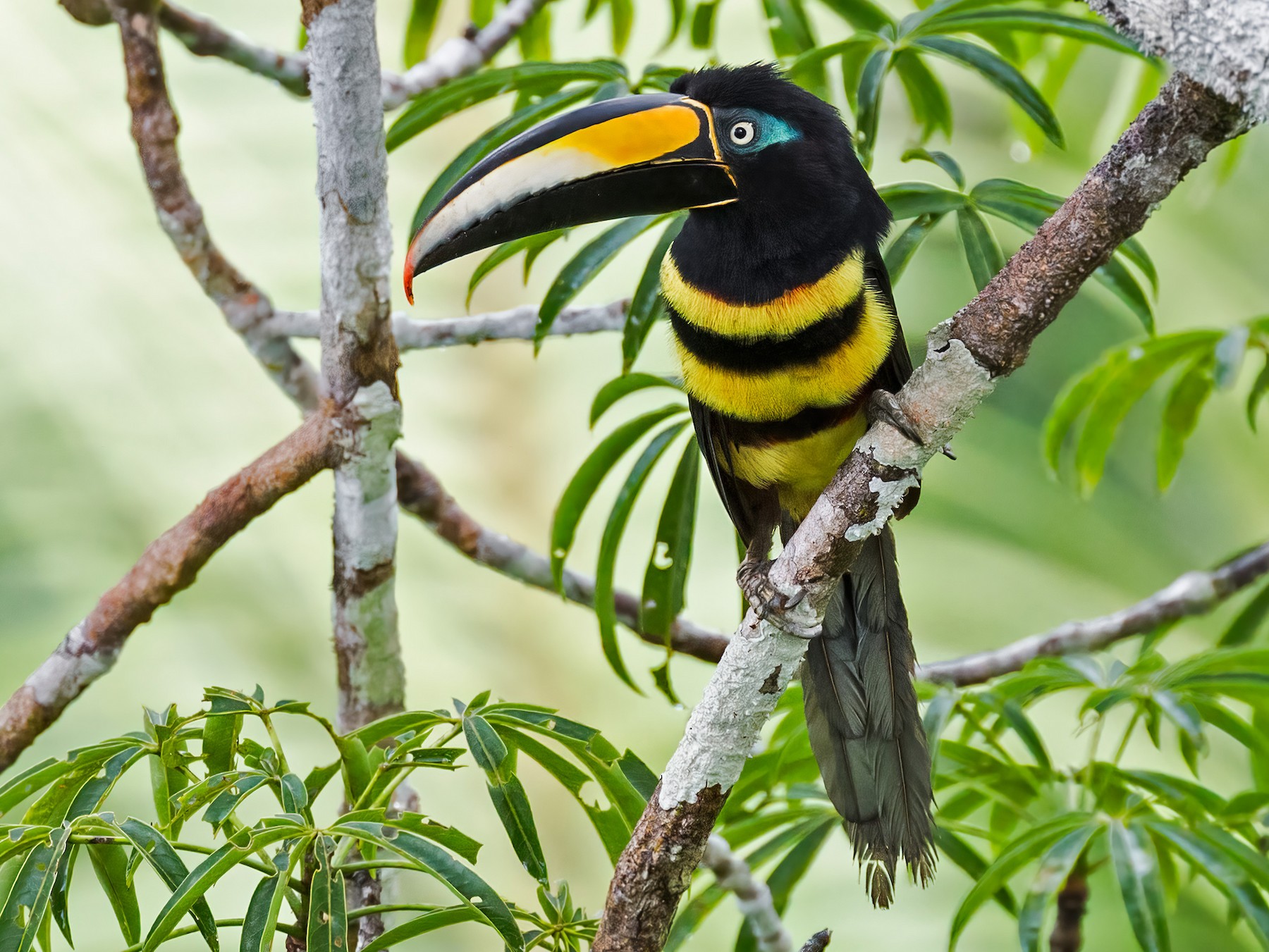 Many-banded Aracari - Renato Espinosa