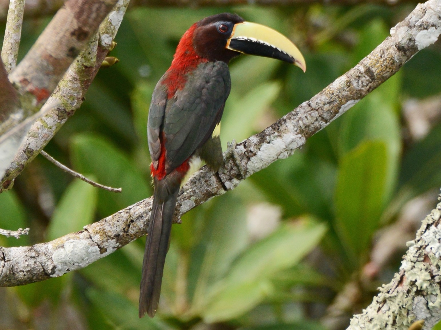 Red-necked Aracari - Alan Van Norman