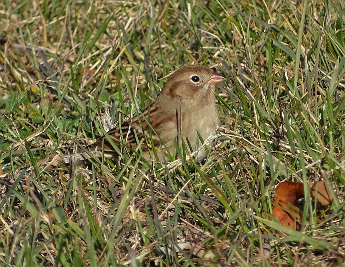 Field Sparrow - ML188318281