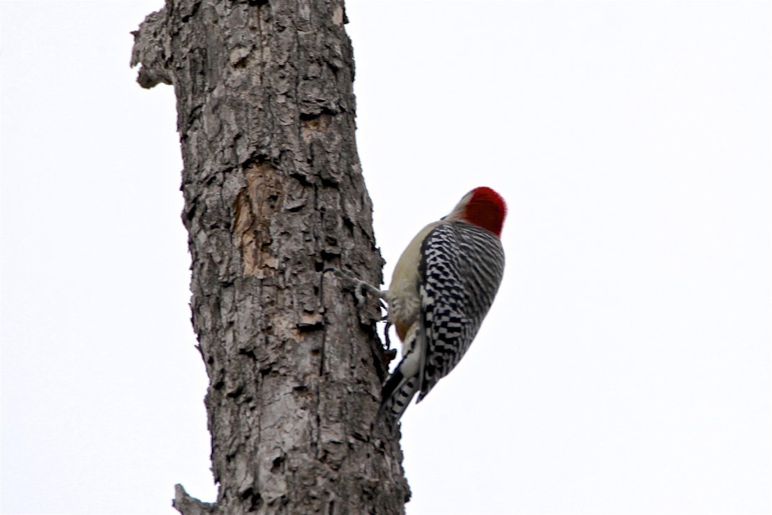 Red-bellied Woodpecker - ML188322501