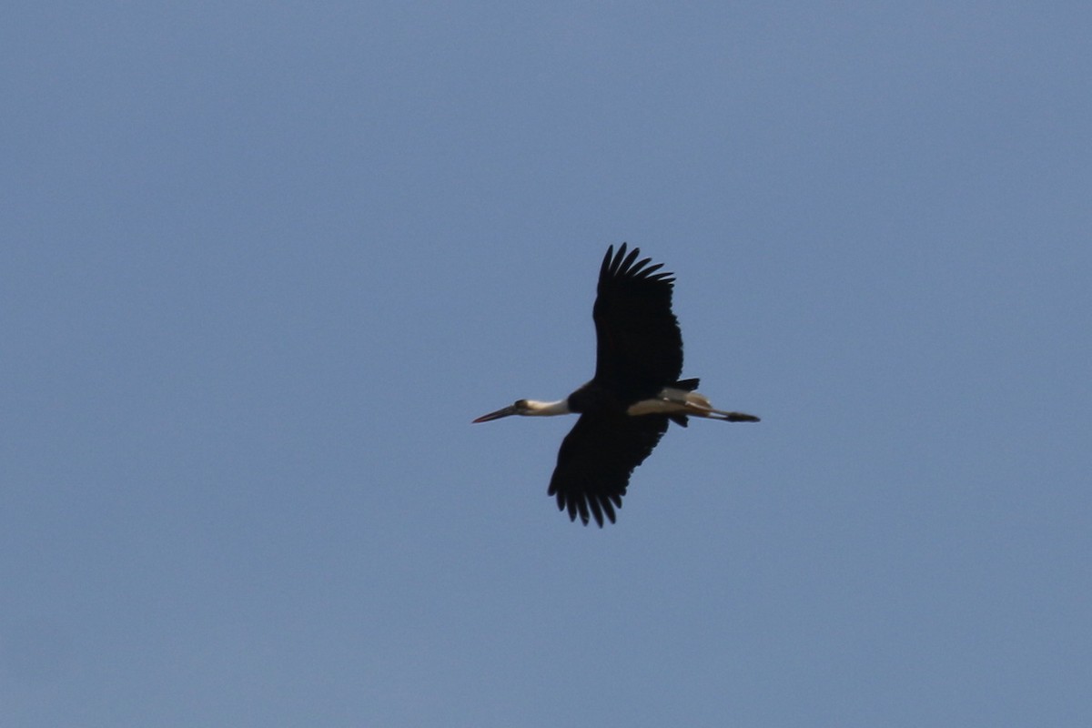 African Woolly-necked Stork - John Sevenair