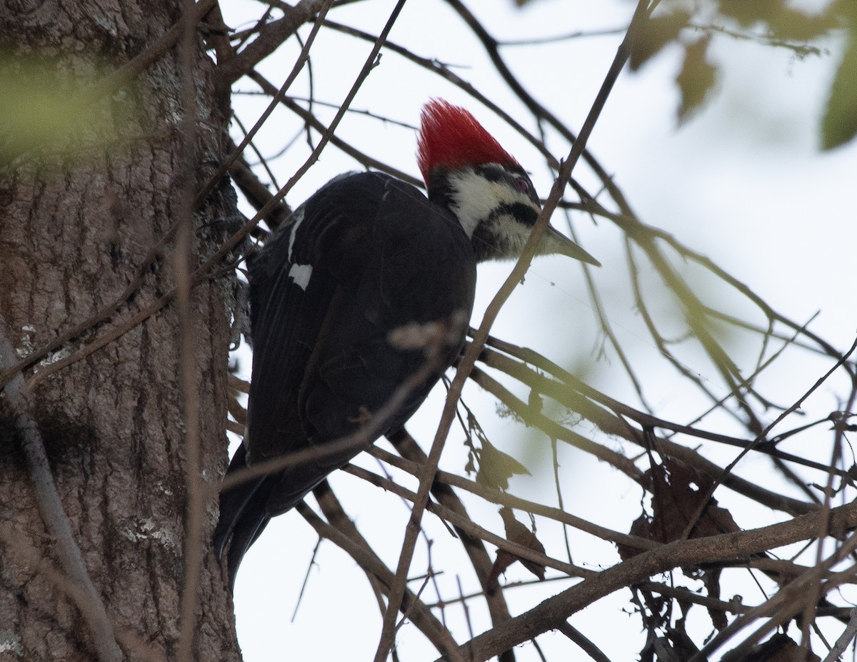 Pileated Woodpecker - ML188325661