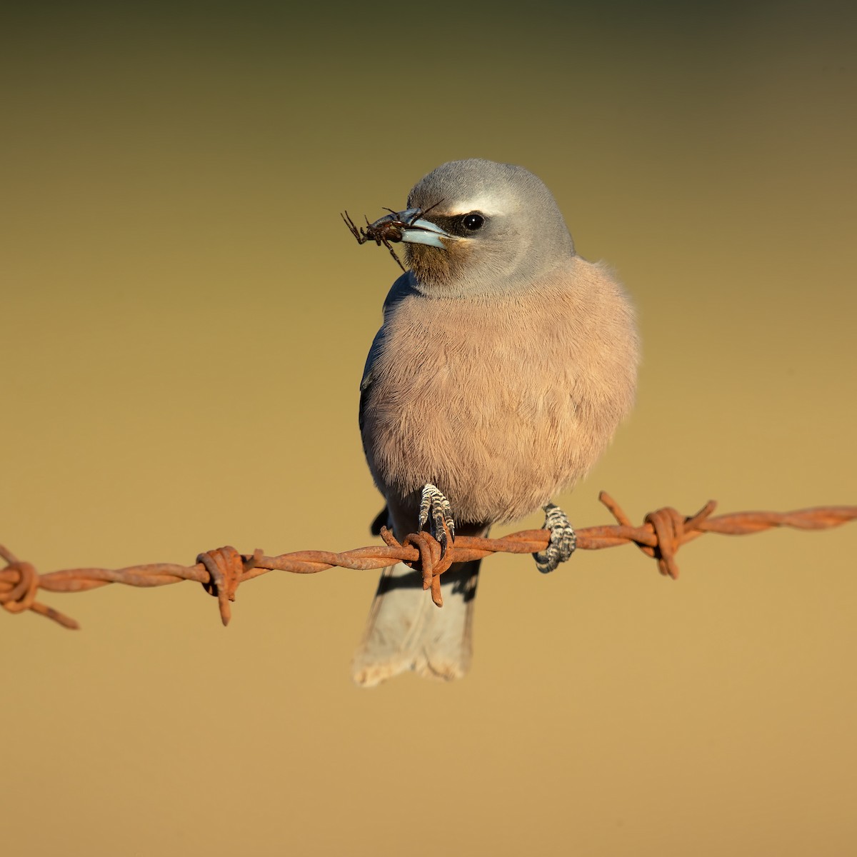 White-browed Woodswallow - ML188327961