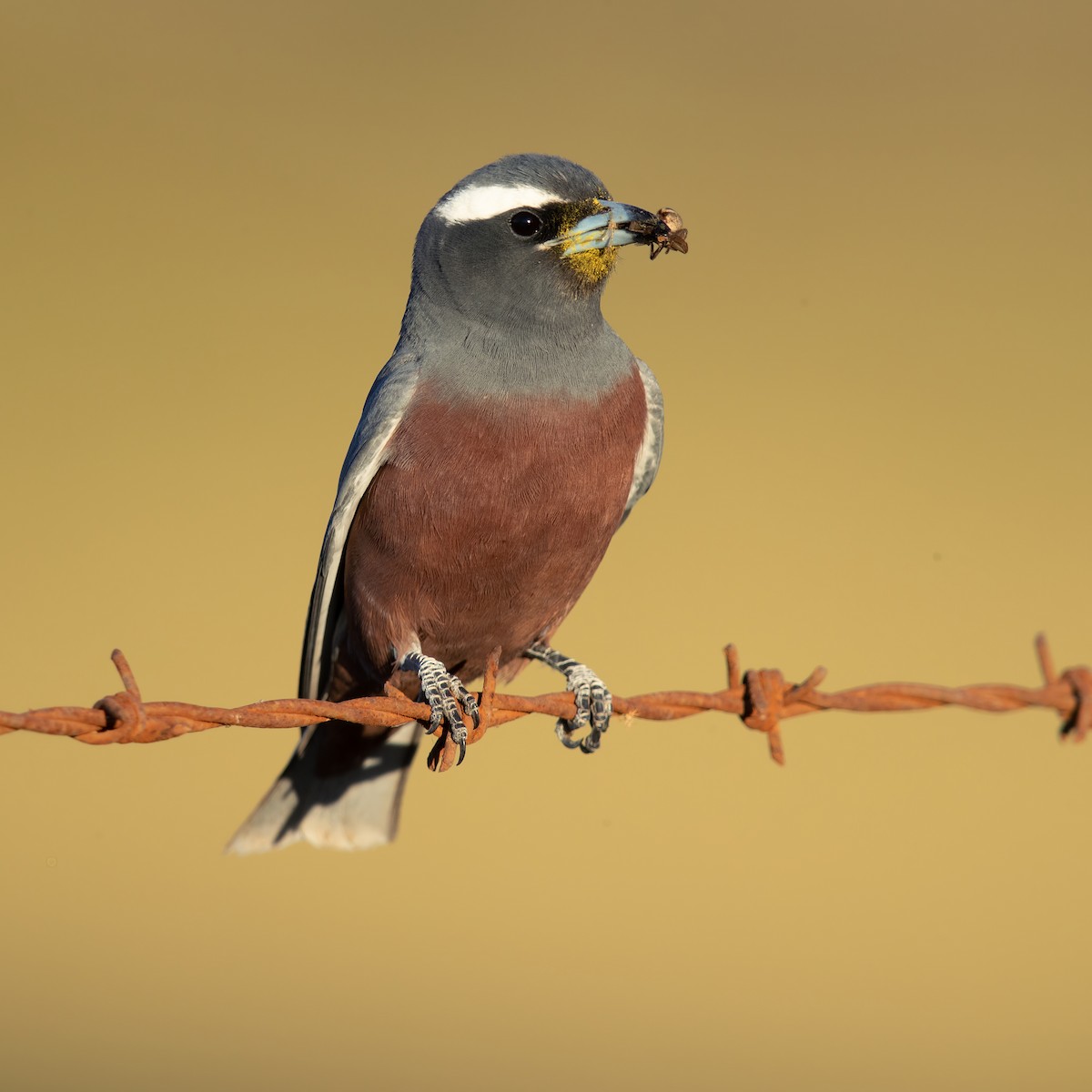 White-browed Woodswallow - ML188328001